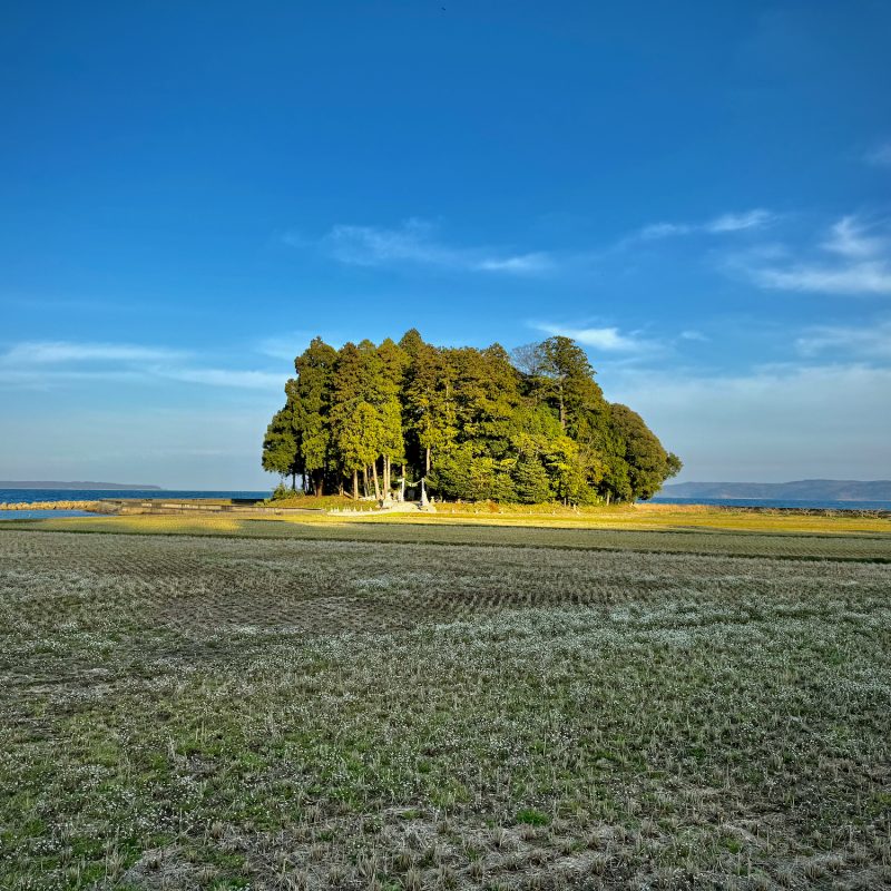 Seaside Copse