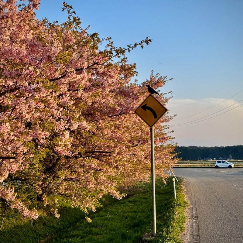 Sakura Turn