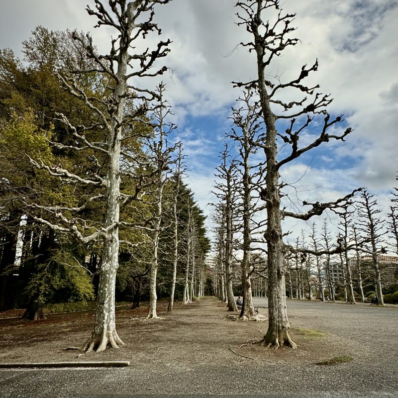 Pathway of Gnarled Trees