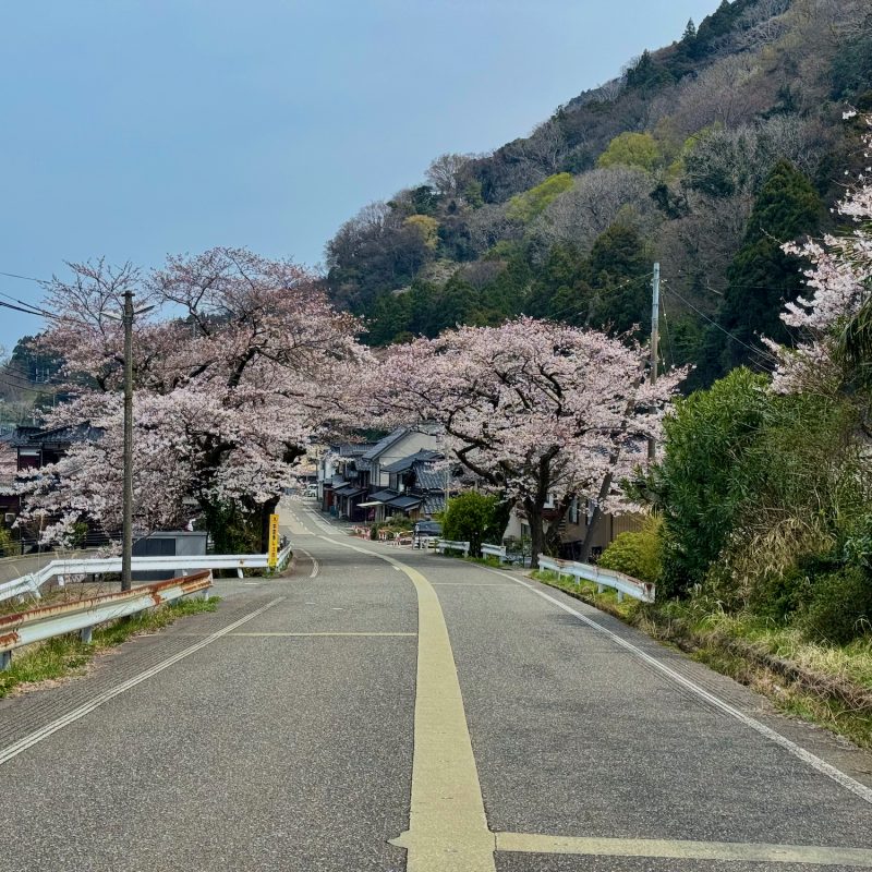 A Moment's Sakura