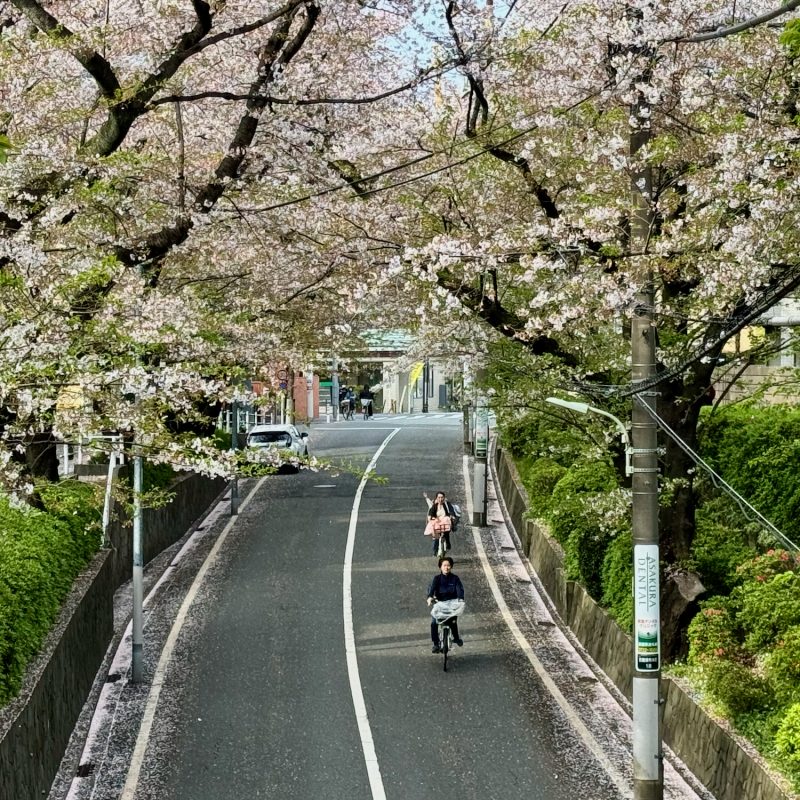 Sakura Riders