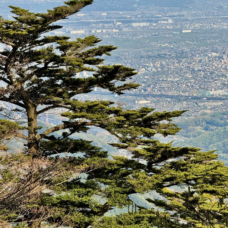Pines of Oyama