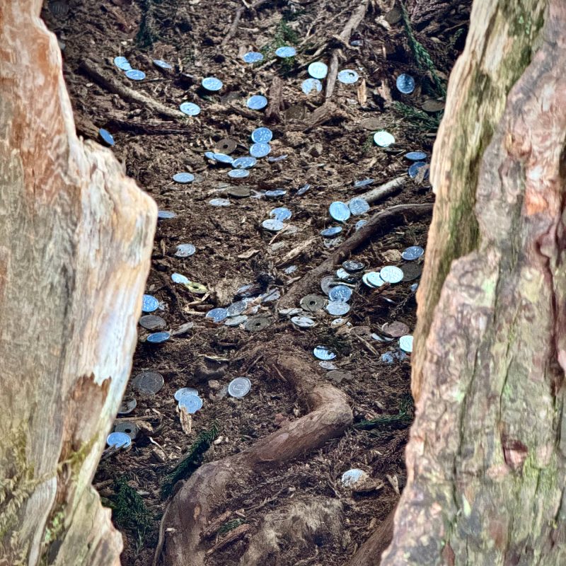 Lucky Coins in the Togakushi Trees