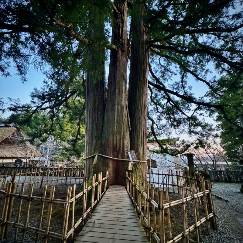 Tri-Tipped Tree at Togakushi