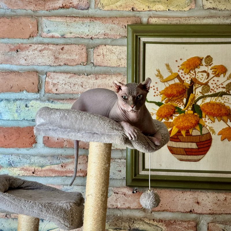 Hang Outs With Humphrey
