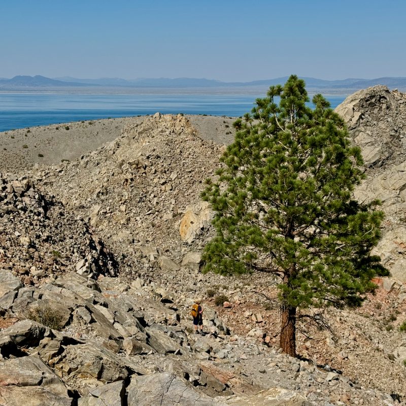 Volcanic Pine