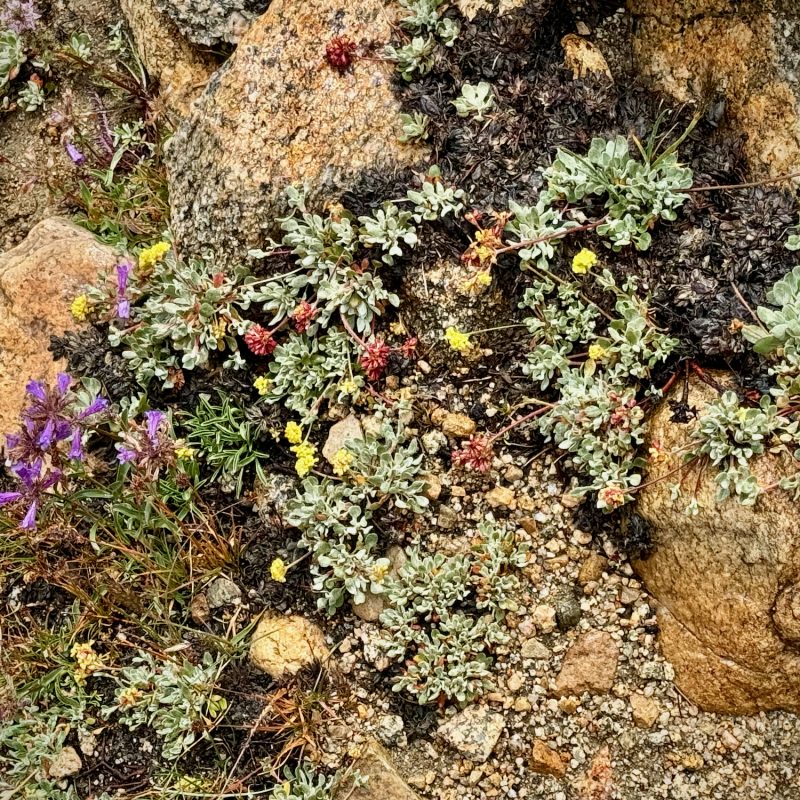 Alpine Flora