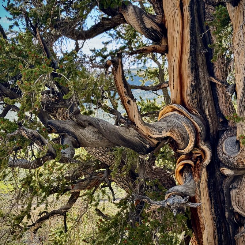 Wound up Bristlecone Bark