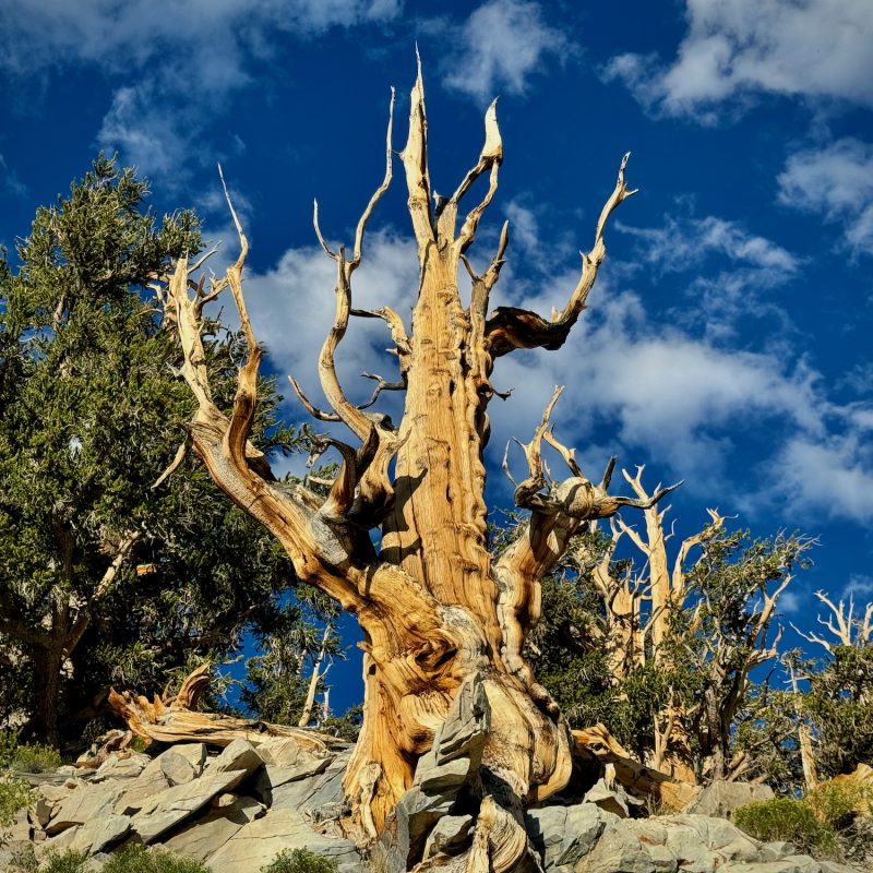 Stark Bristlecones