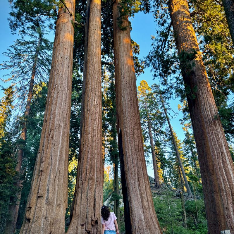 Staring Up at the Giants