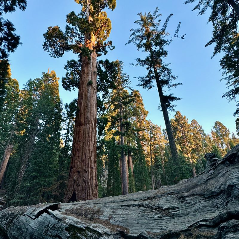 More Towering Sequoias
