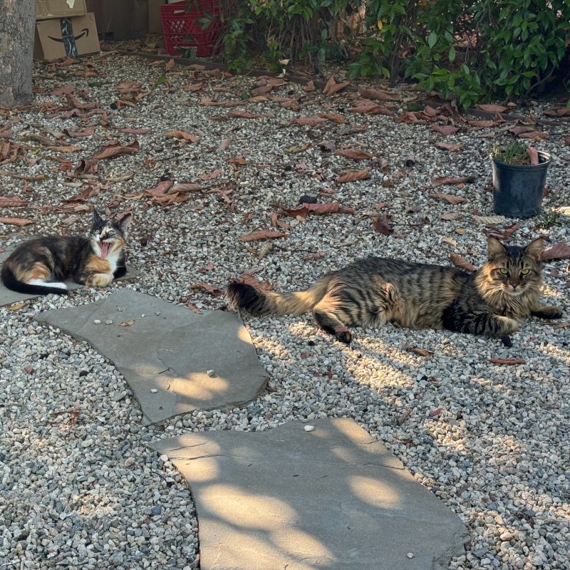 Backyard Kitties