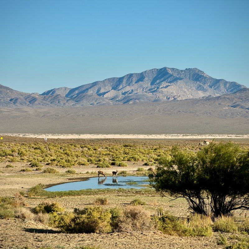 Wild Hot Springs