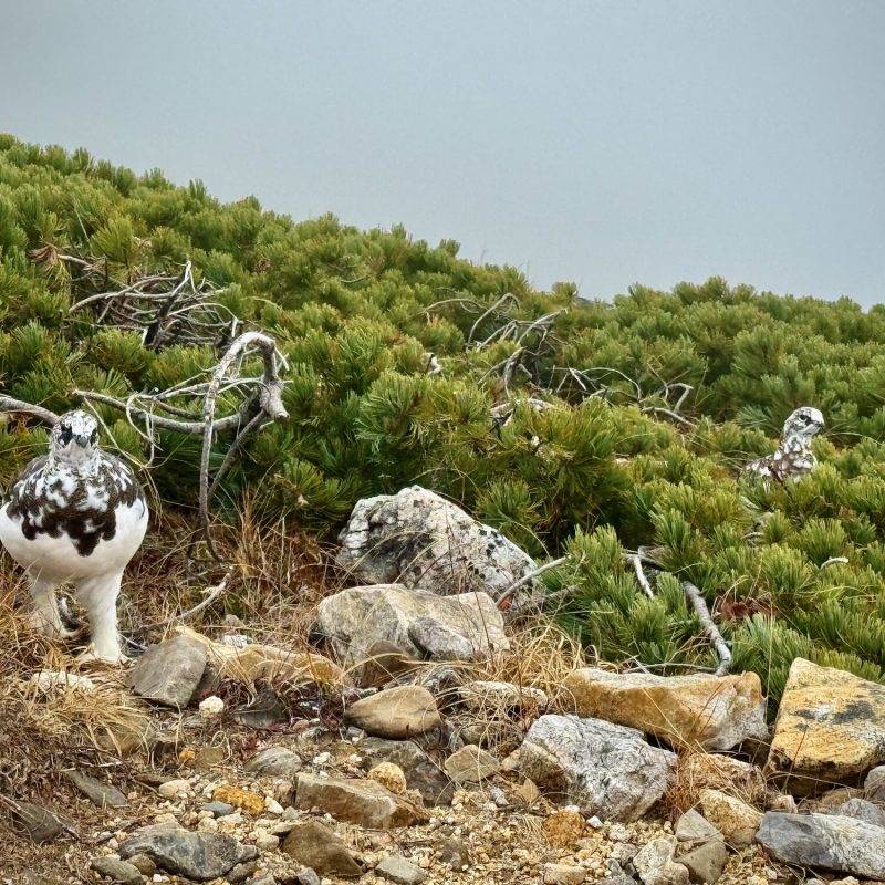 Rock Ptarmigans On Jonengoya