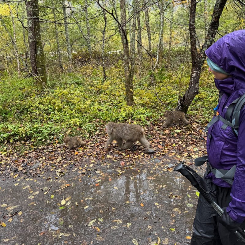 Macaques of Kamikochi