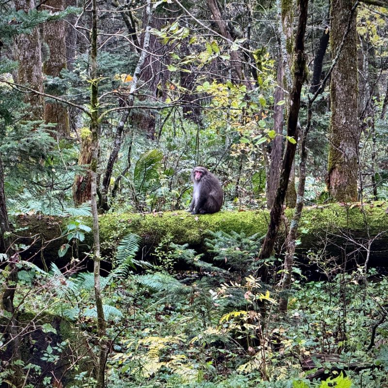 Macaque Chilling