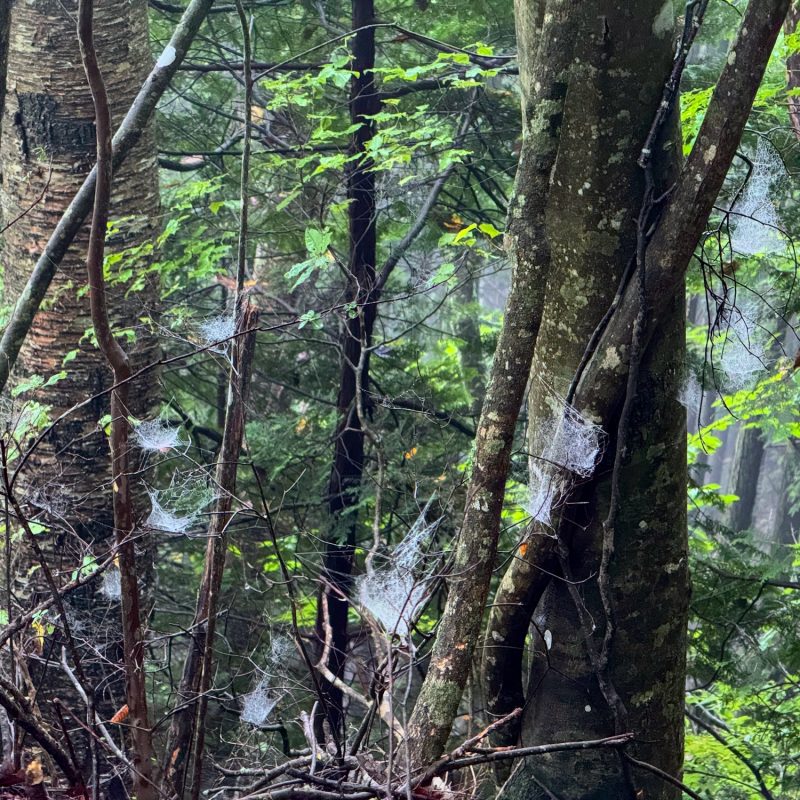 Webs on Mt Mito