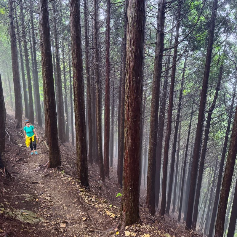 Trekking the Misty Woods