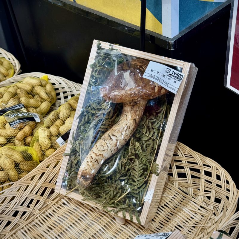 Matsutake Mushroom!