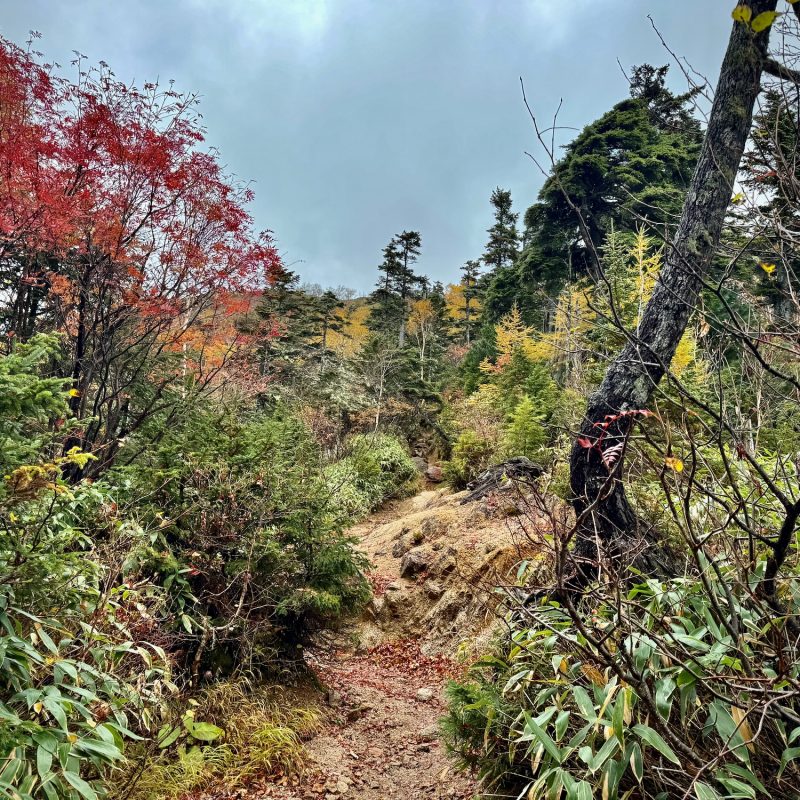 Looking Up Through Autumn