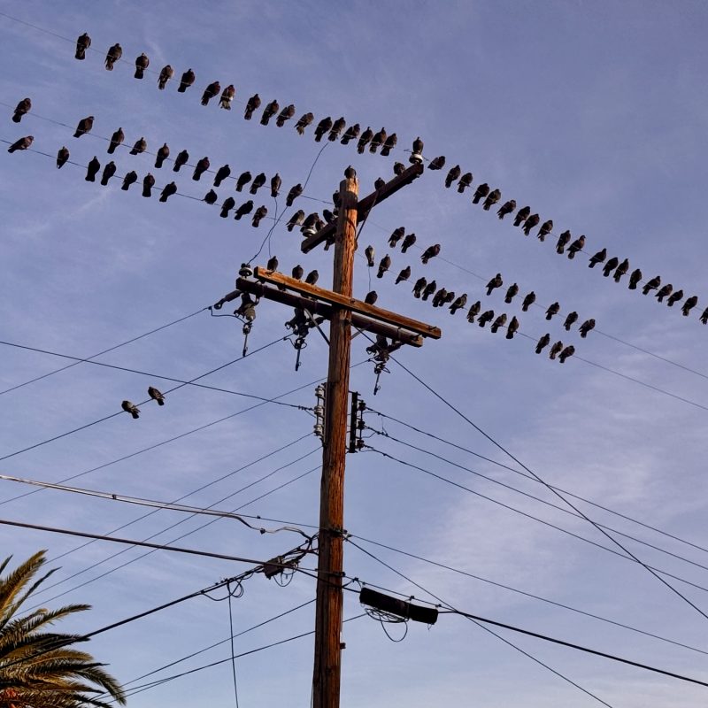 Pigeon Lineup