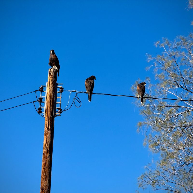 Trio of Cooper's Hawks
