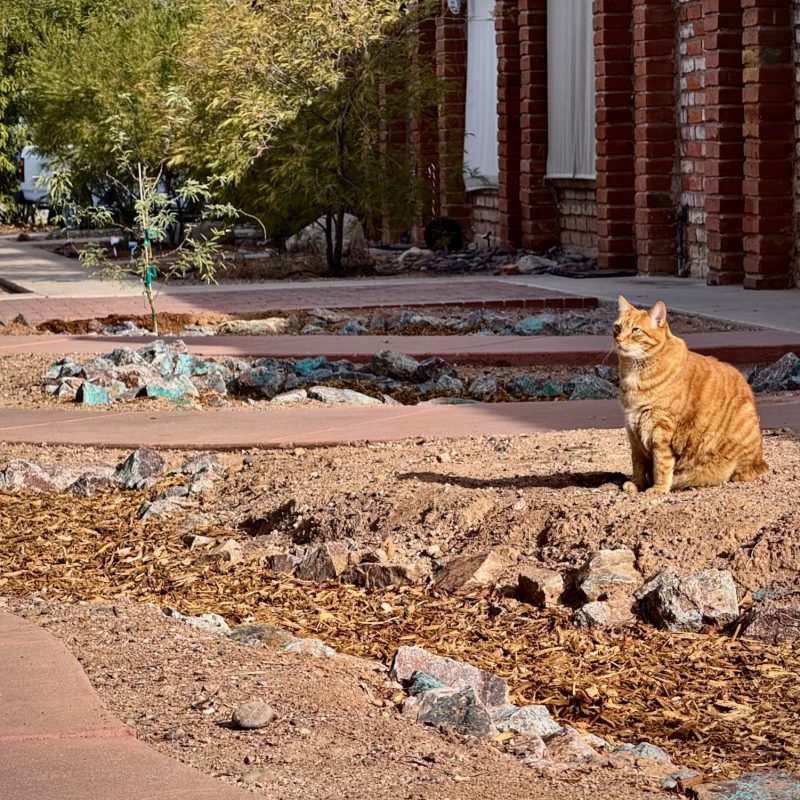 Stoic Kitty Cat