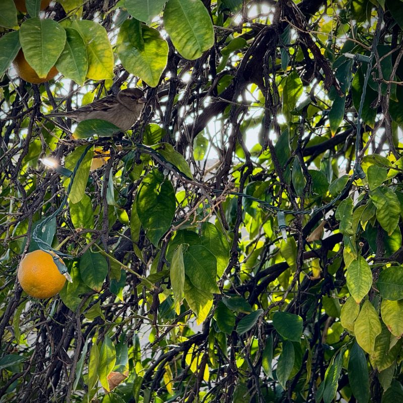 Sparrow in Orange Tree