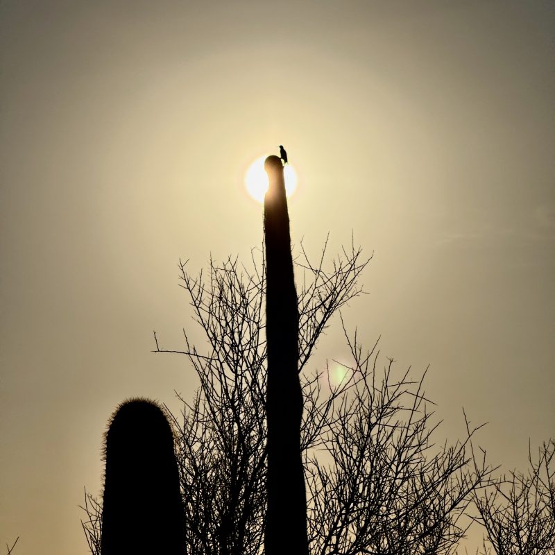 Cactus Eclipse