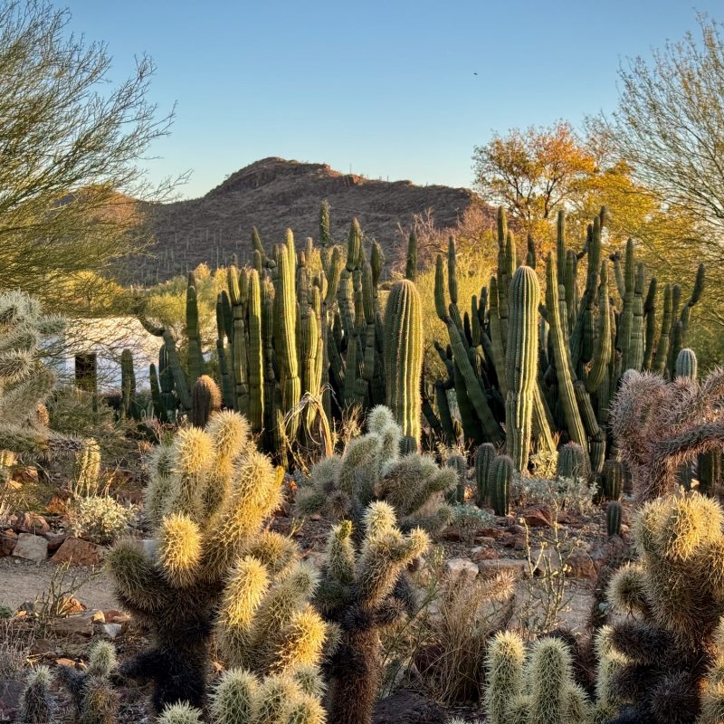 Golden Hour Cacti