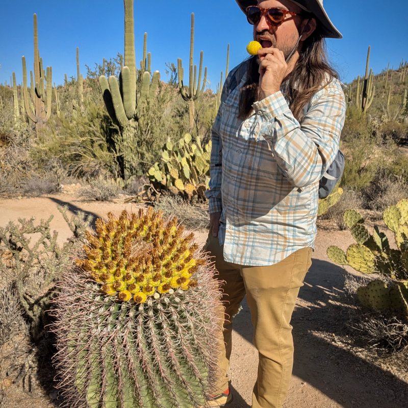 Barrel Cactus Yum-yums