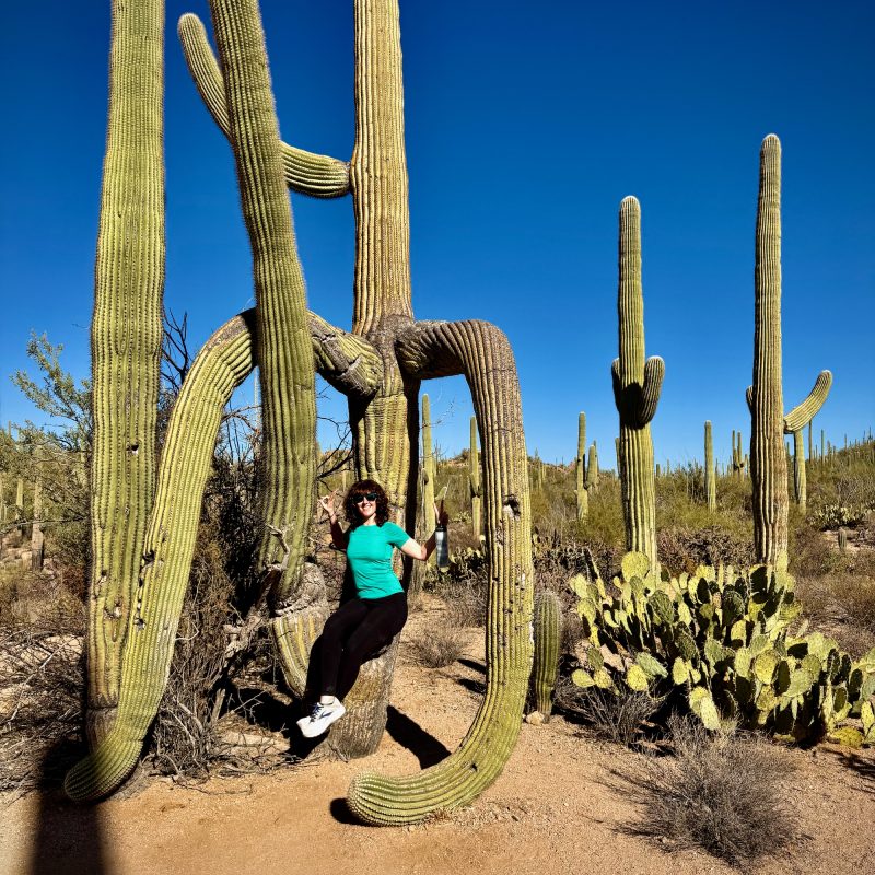Saguaro Modeling