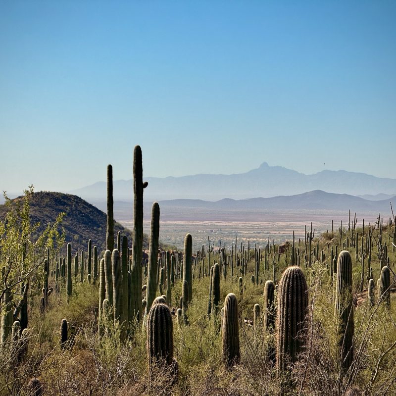 Desert Horizons