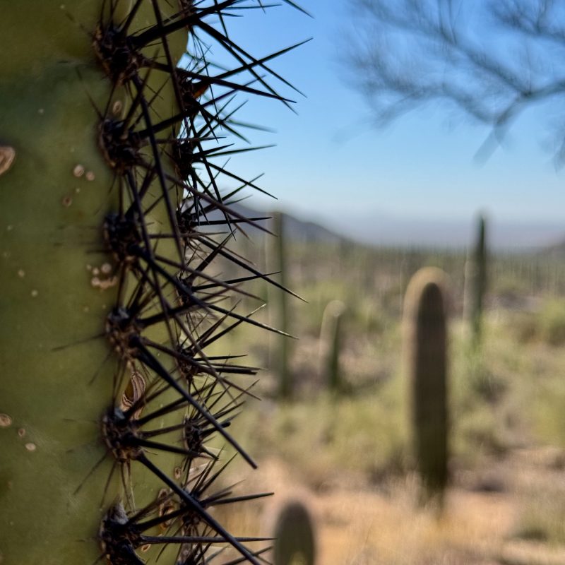 Saguaro Spikes Point Blank