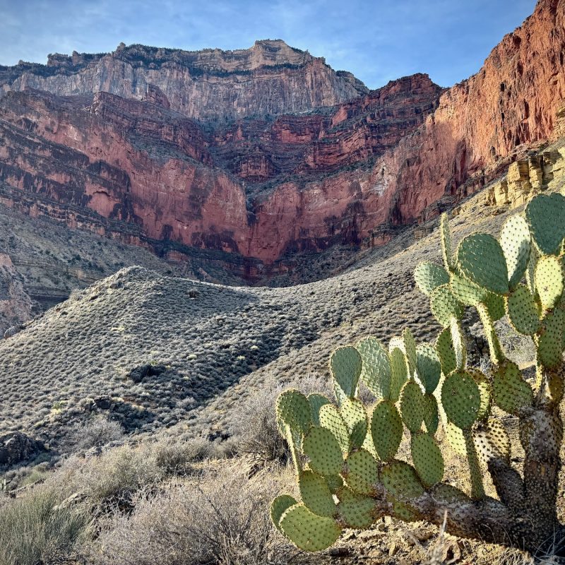 Tonto Prickly Pear