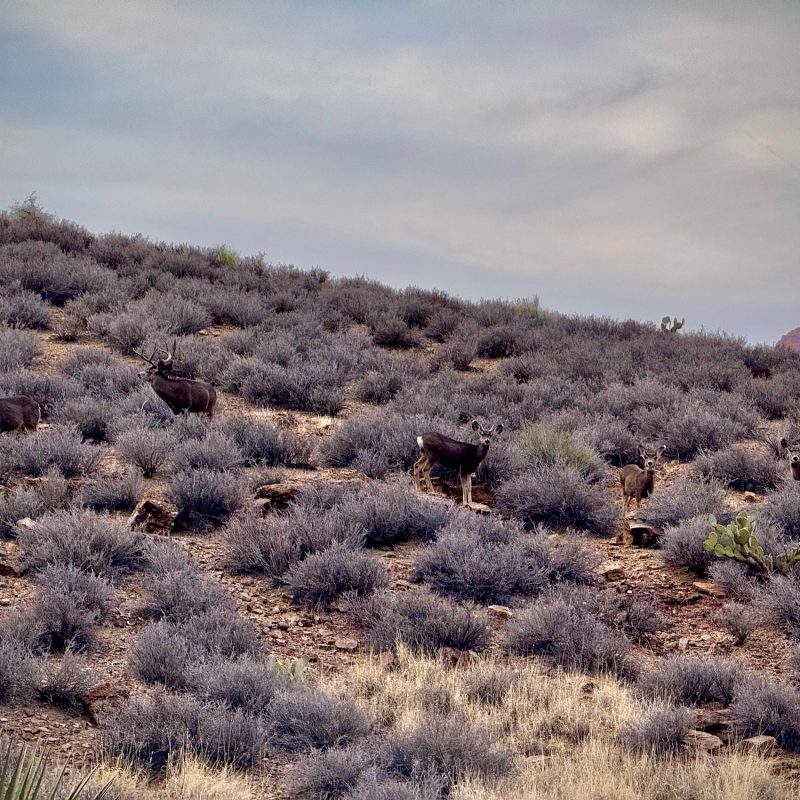 White Tailed Deer Pack