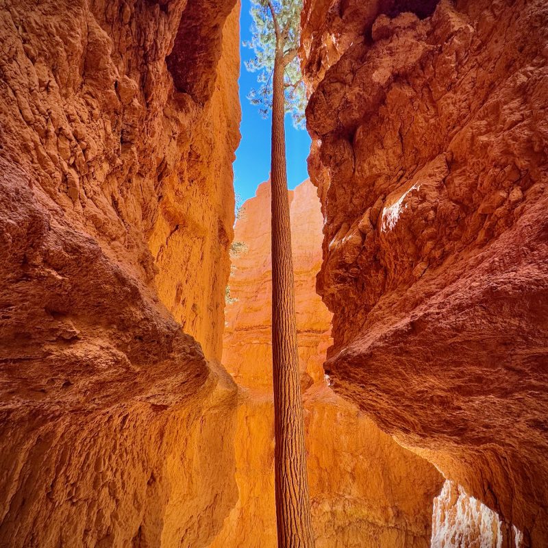 Ponderosa Stretch