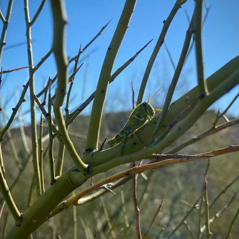 Cricket of Tumamoc