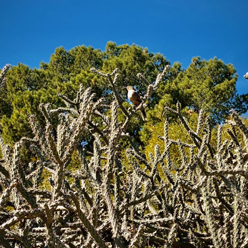 Bird Upon Cholla