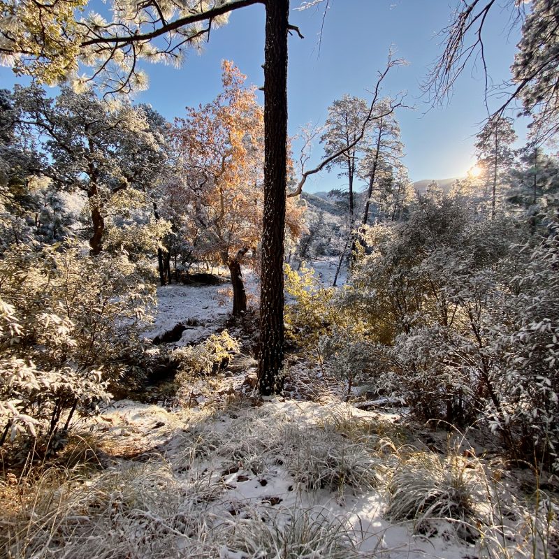 Snowdusted Desert