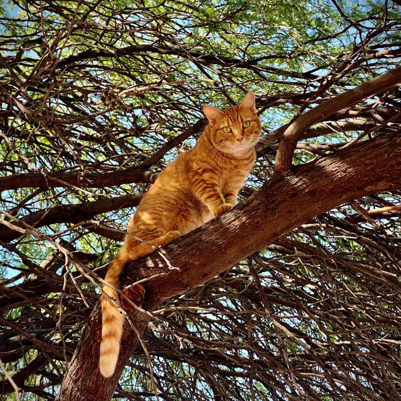 Mesquite Cat