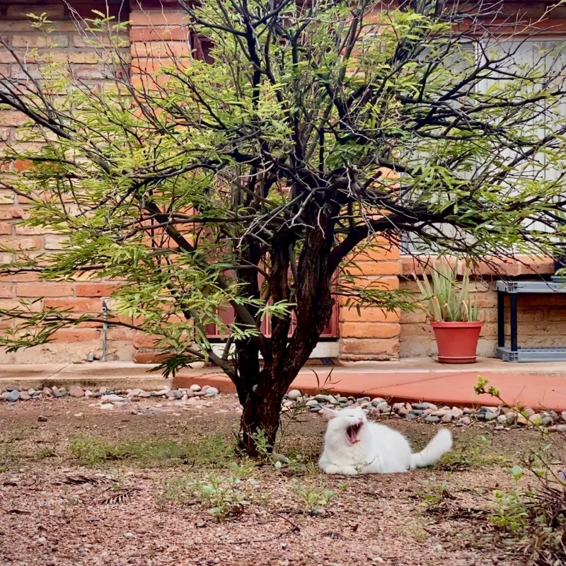 Cat of Caerbannog
