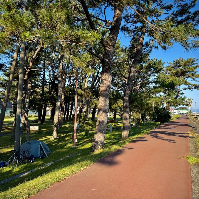 Camped Amidst Pines