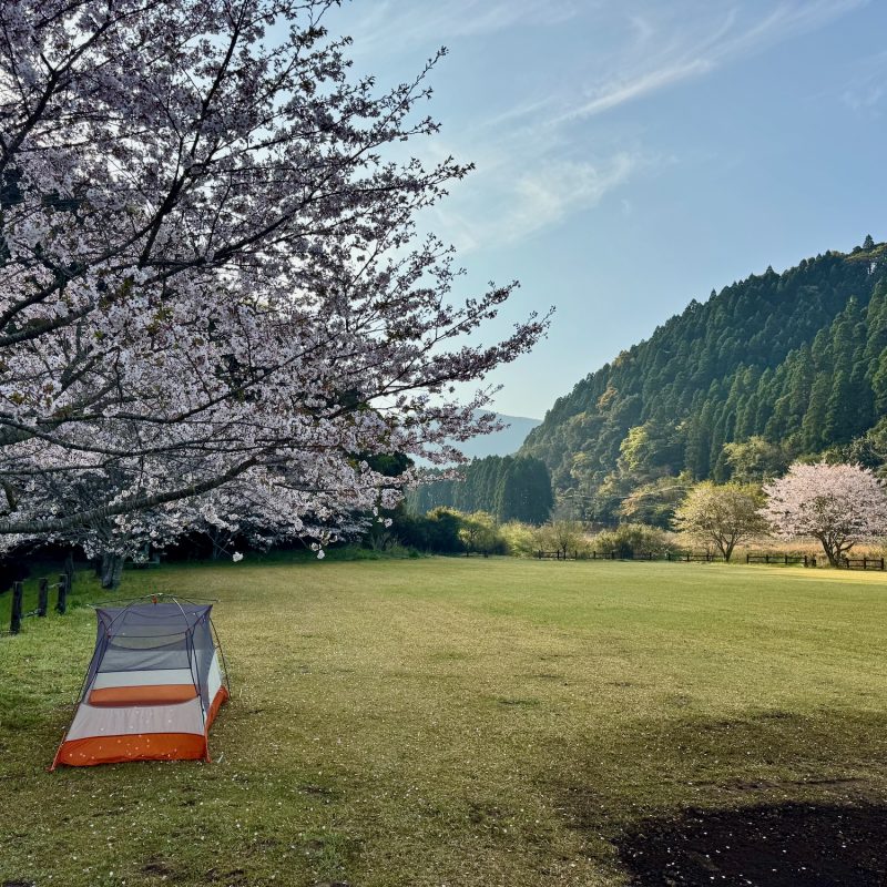 Camped Amidst Sakura