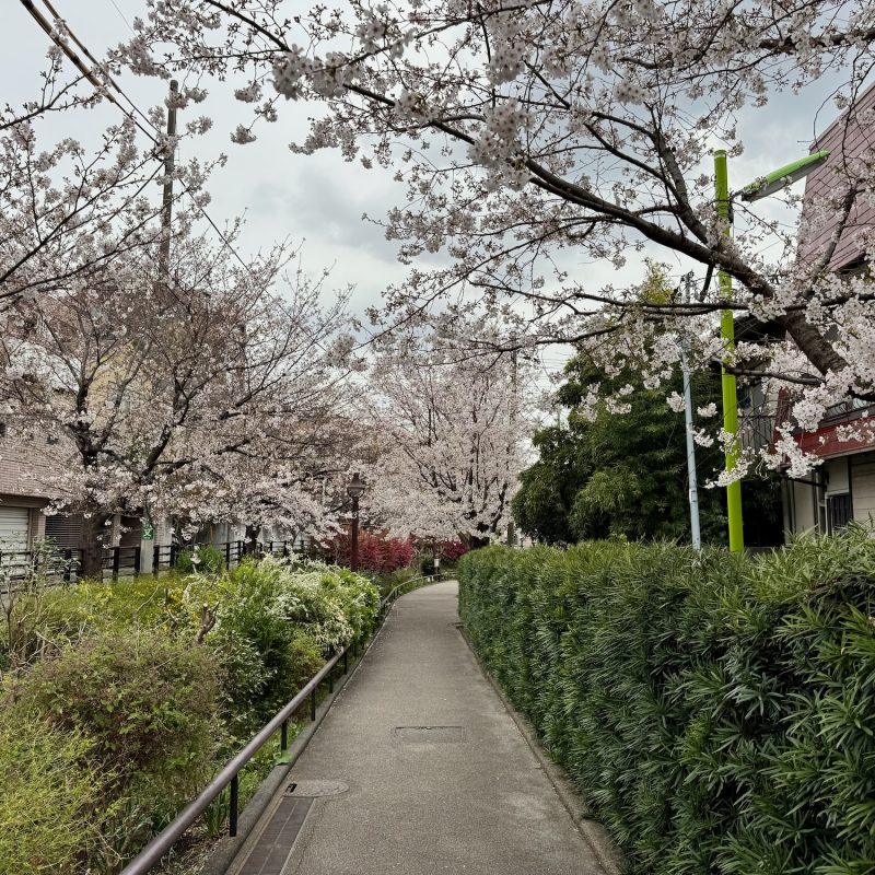 Sakura Path
