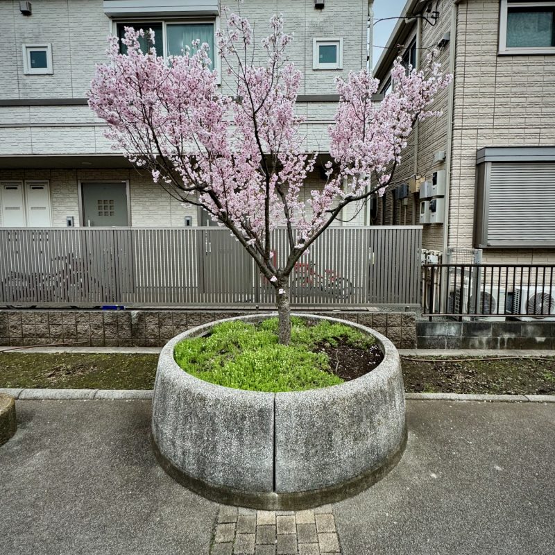 Lone Sakura