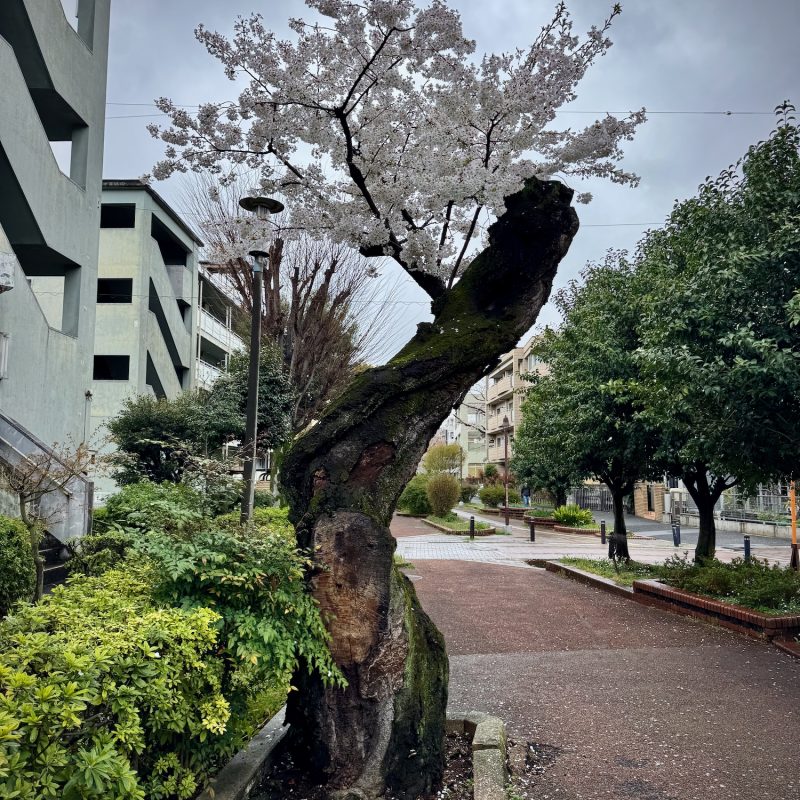 Austere Sakura