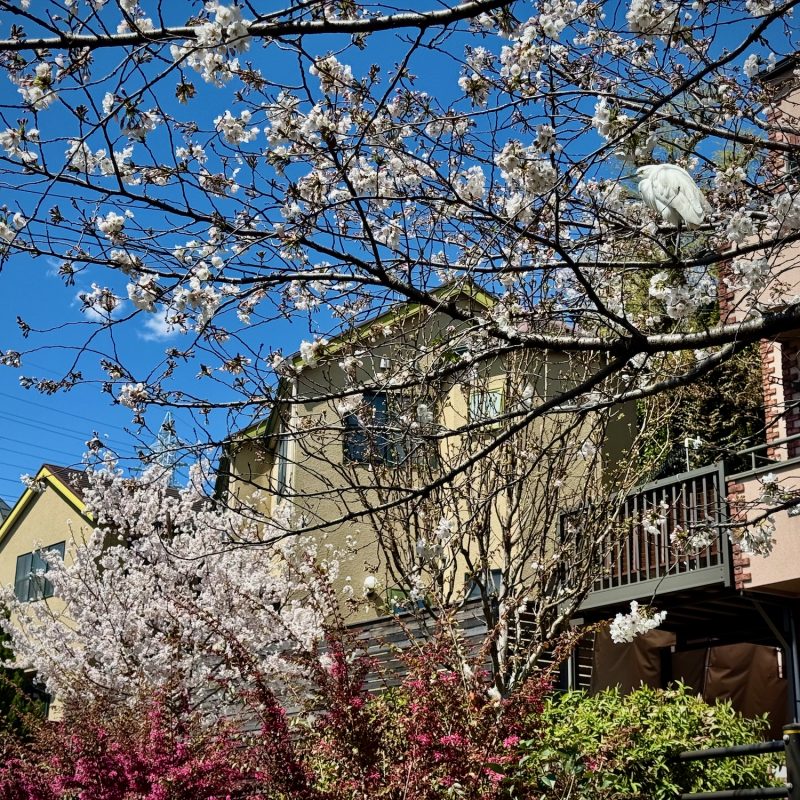 Egret Amidst Sakura