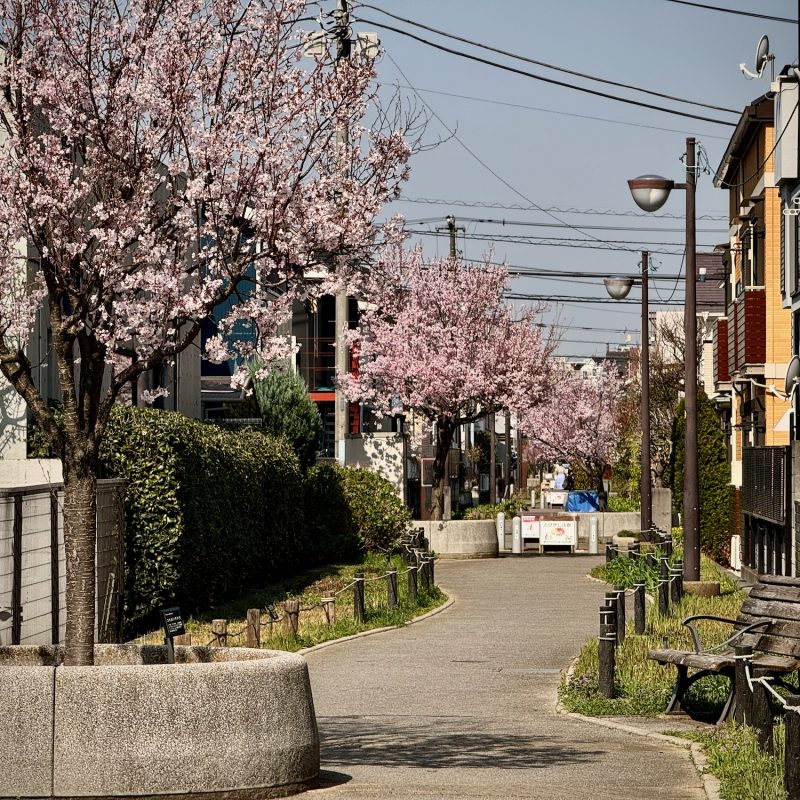 Paths of Cherry Blossoms