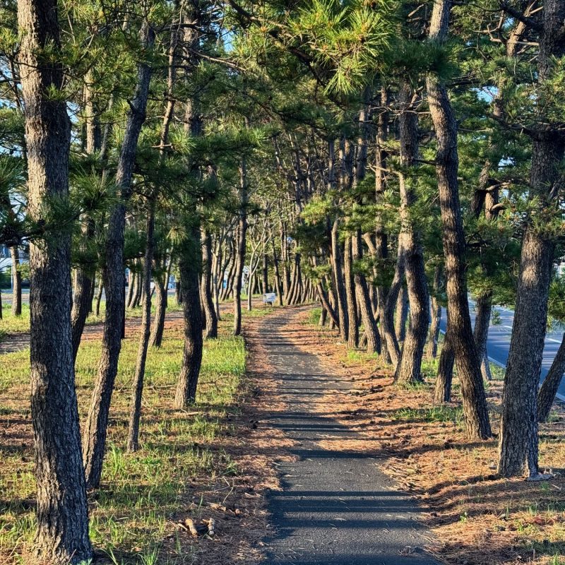 Way of Pines